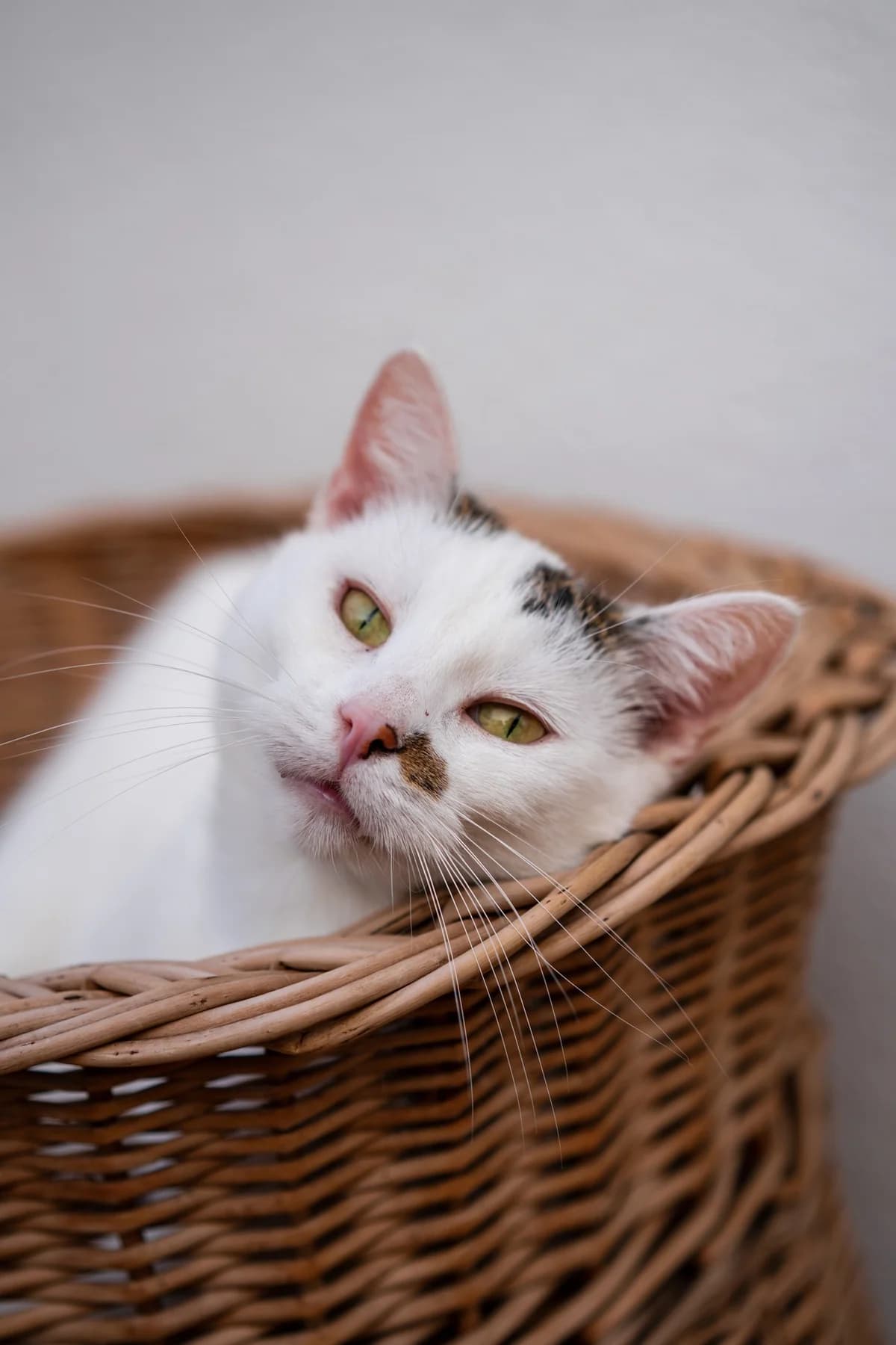 Miaugorzata, female Mixed Breed for adoption at Fundacja Stawiamy na Łapy