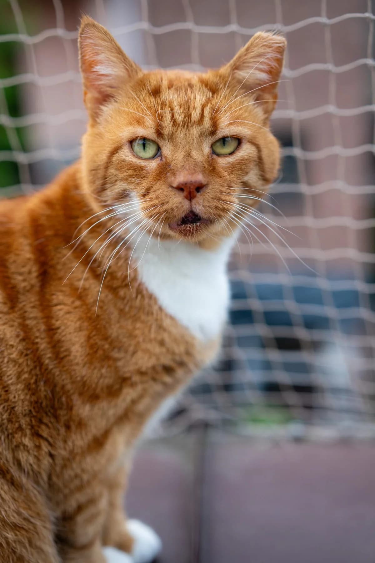 Pan Sarmata, male Mixed Breed for adoption at Fundacja Stawiamy na Łapy