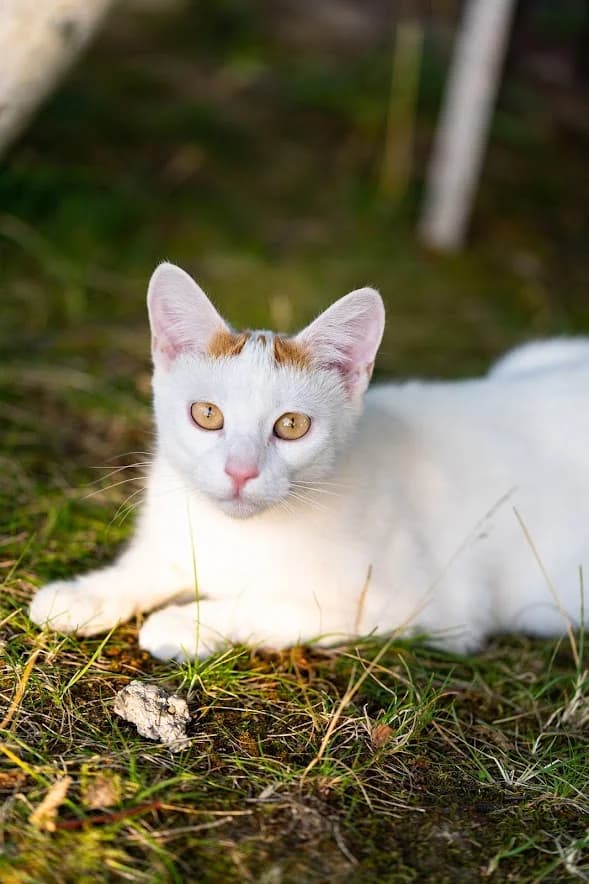 Pearl, male 4yo Mixed Breed for adoption at Fundacja Stawiamy na Łapy