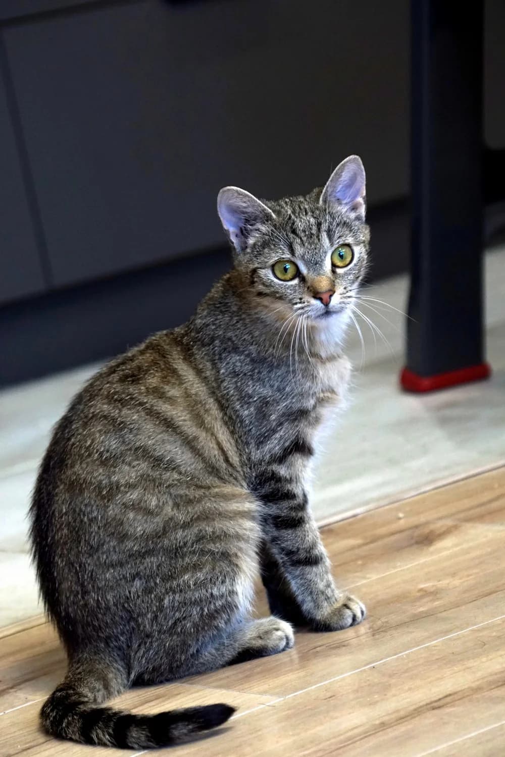 Piwonia (i Numernabis), female Mixed Breed for adoption at Fundacja Stawiamy na Łapy