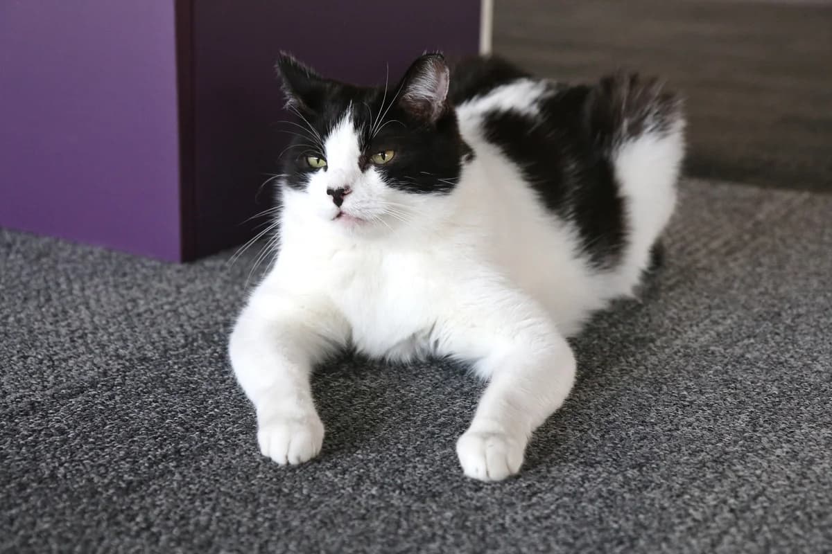 Tadeusz (i Kola), male Mixed Breed for adoption at Fundacja Stawiamy na Łapy