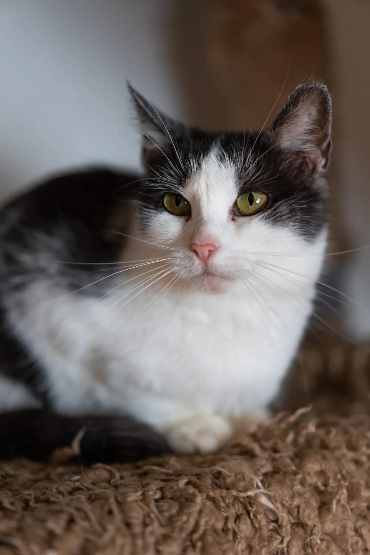 Zorza, female Mixed Breed for adoption at Fundacja Stawiamy na Łapy
