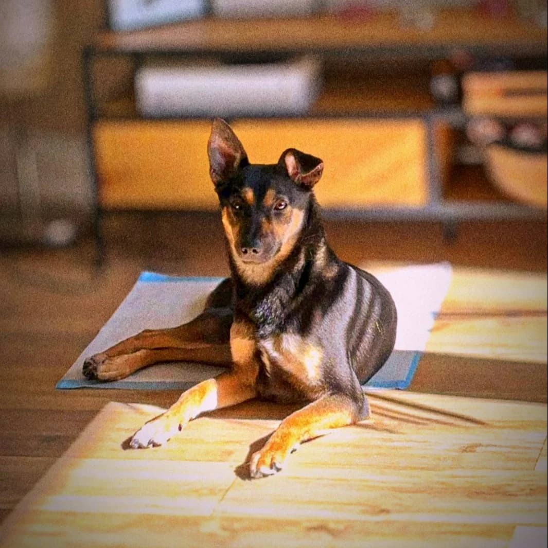 Figa, female Mixed Breed for adoption at Fundacja Sterczące Uszy