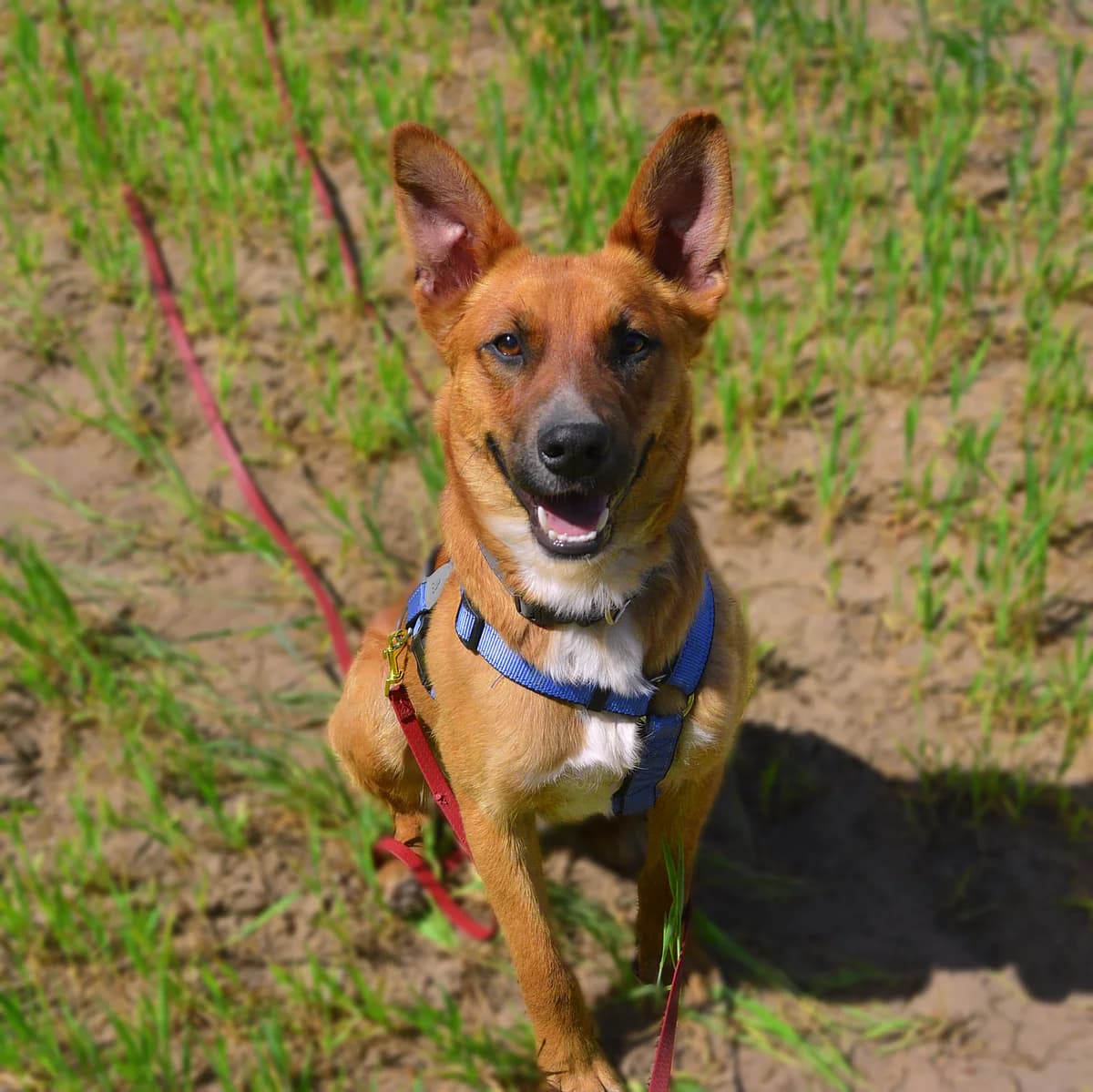 Bezio, male Mixed Breed for adoption at Fundacja Sterczące Uszy