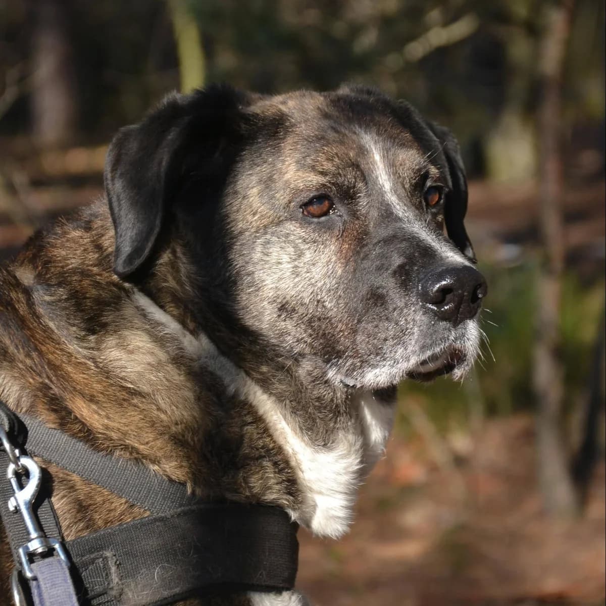 Borys, male Mixed Breed for adoption at Fundacja Sterczące Uszy