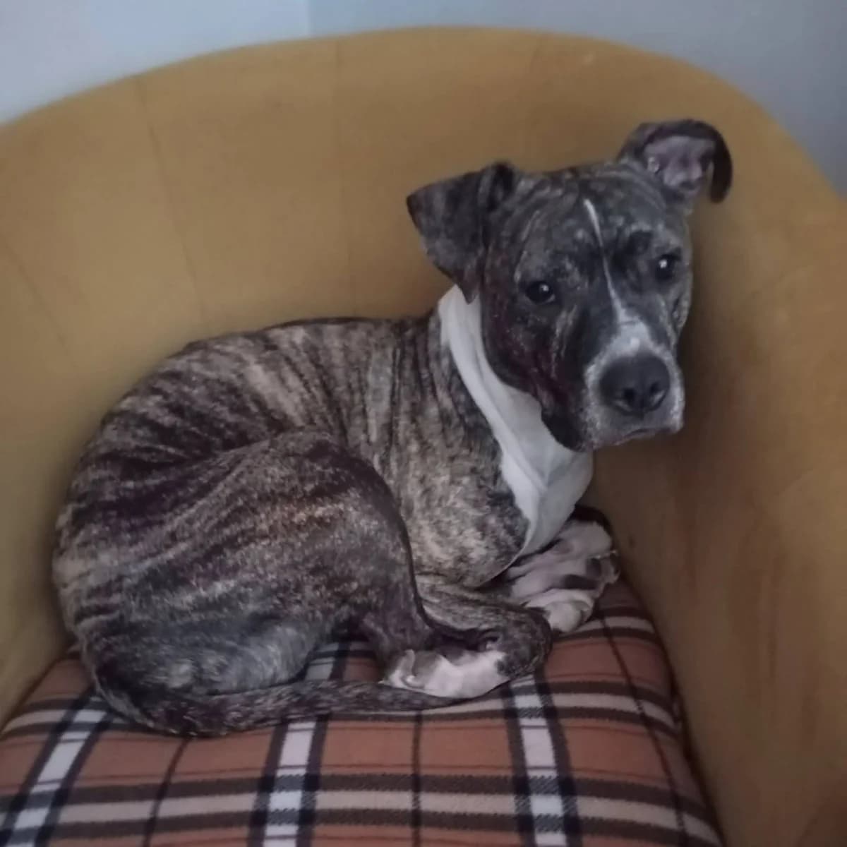 Furia, female Mixed Breed for adoption at Fundacja Sterczące Uszy