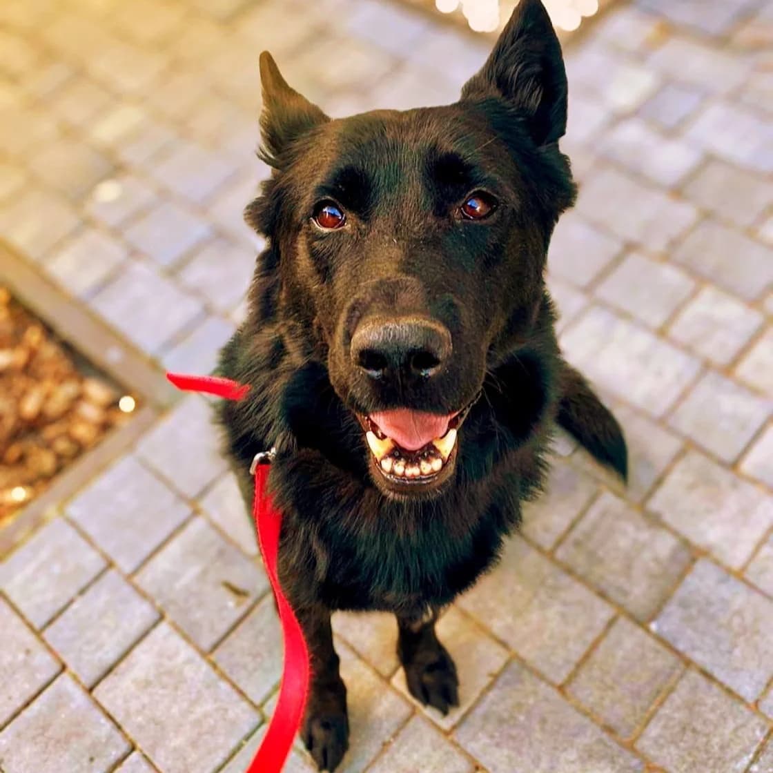 Honor, male Mixed Breed for adoption at Fundacja Sterczące Uszy