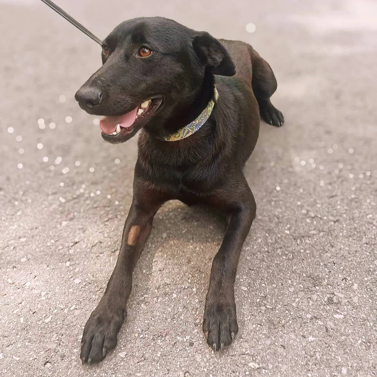 Knedel, female Mixed Breed for adoption at Fundacja Sterczące Uszy
