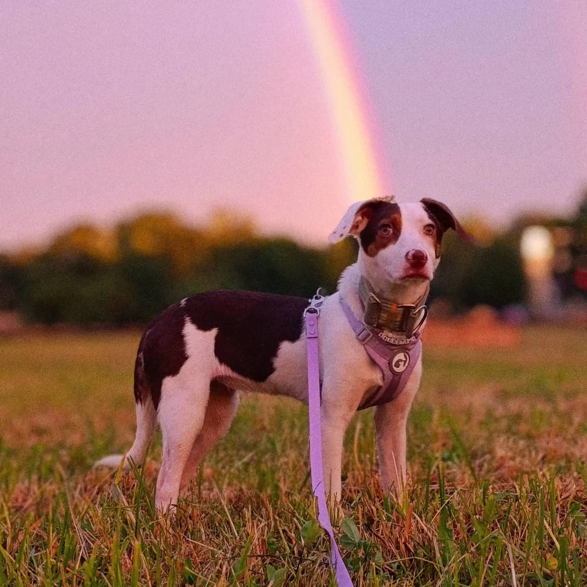 Mucha, female Mixed Breed for adoption at Fundacja Sterczące Uszy
