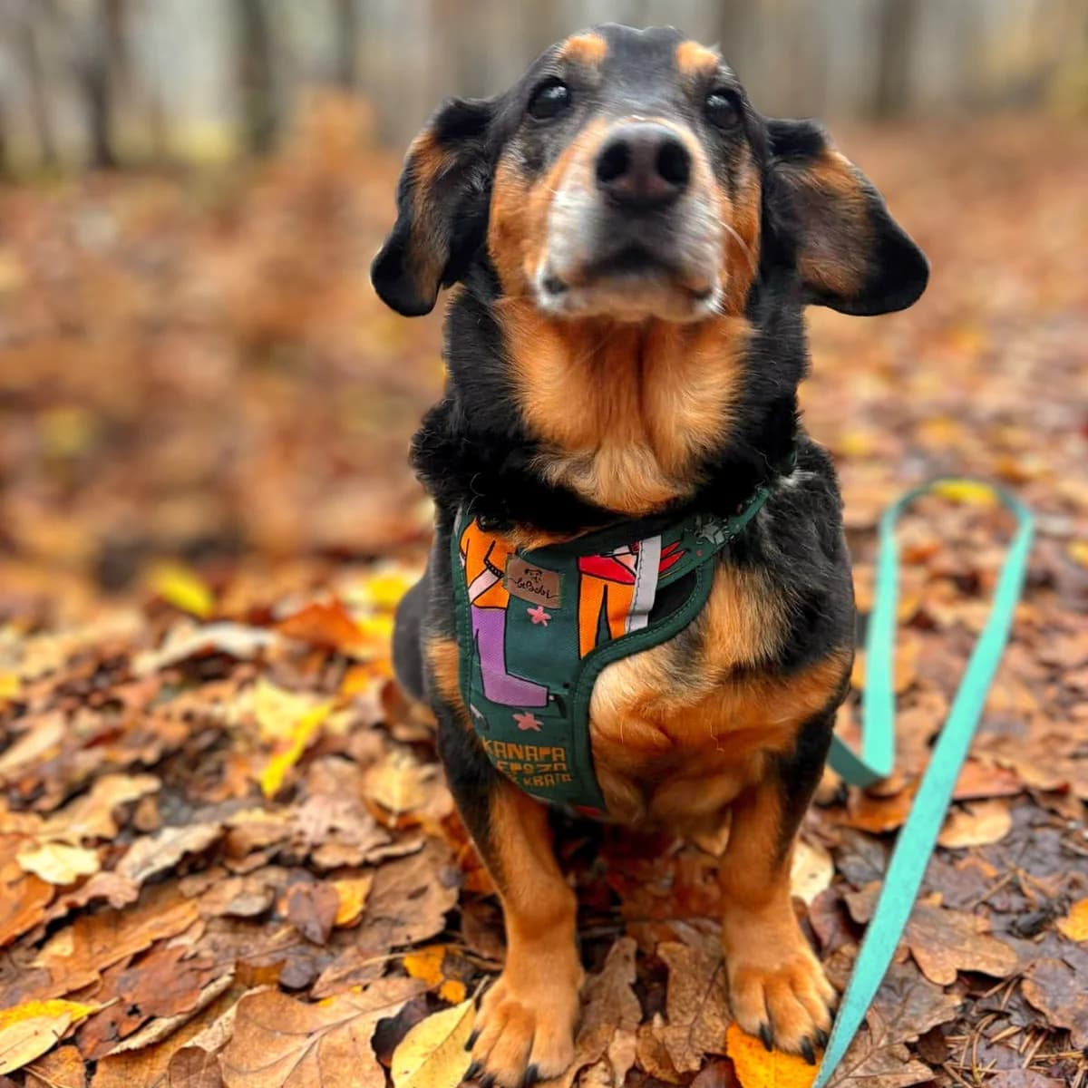 Papi, male Mixed Breed for adoption at Fundacja Sterczące Uszy
