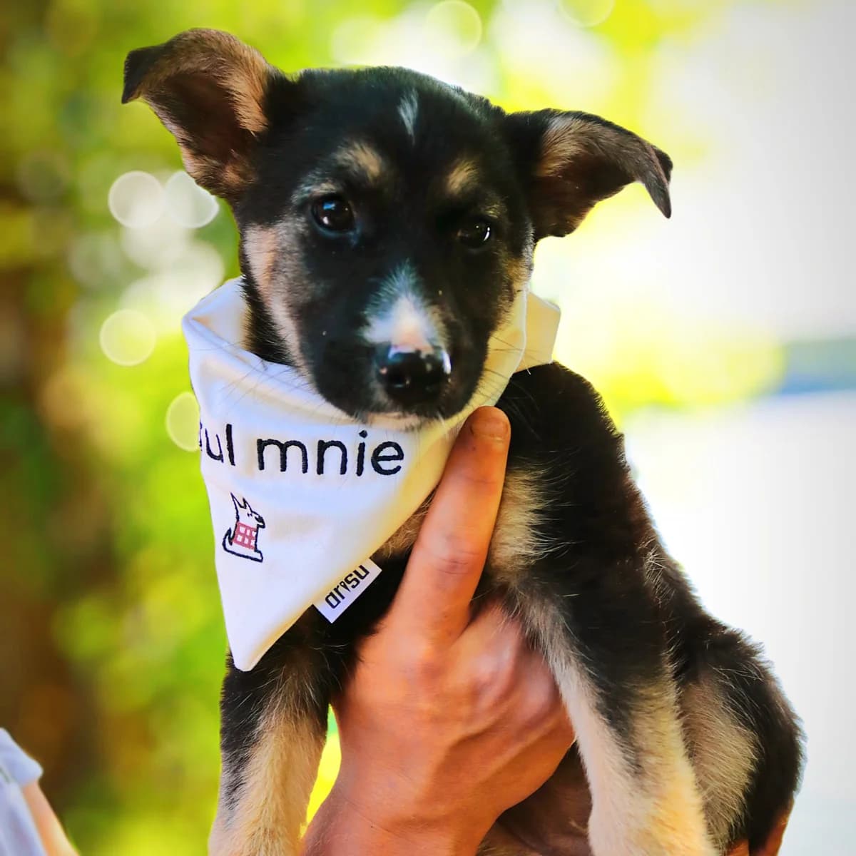 Rene, female Mixed Breed for adoption at Fundacja Sterczące Uszy