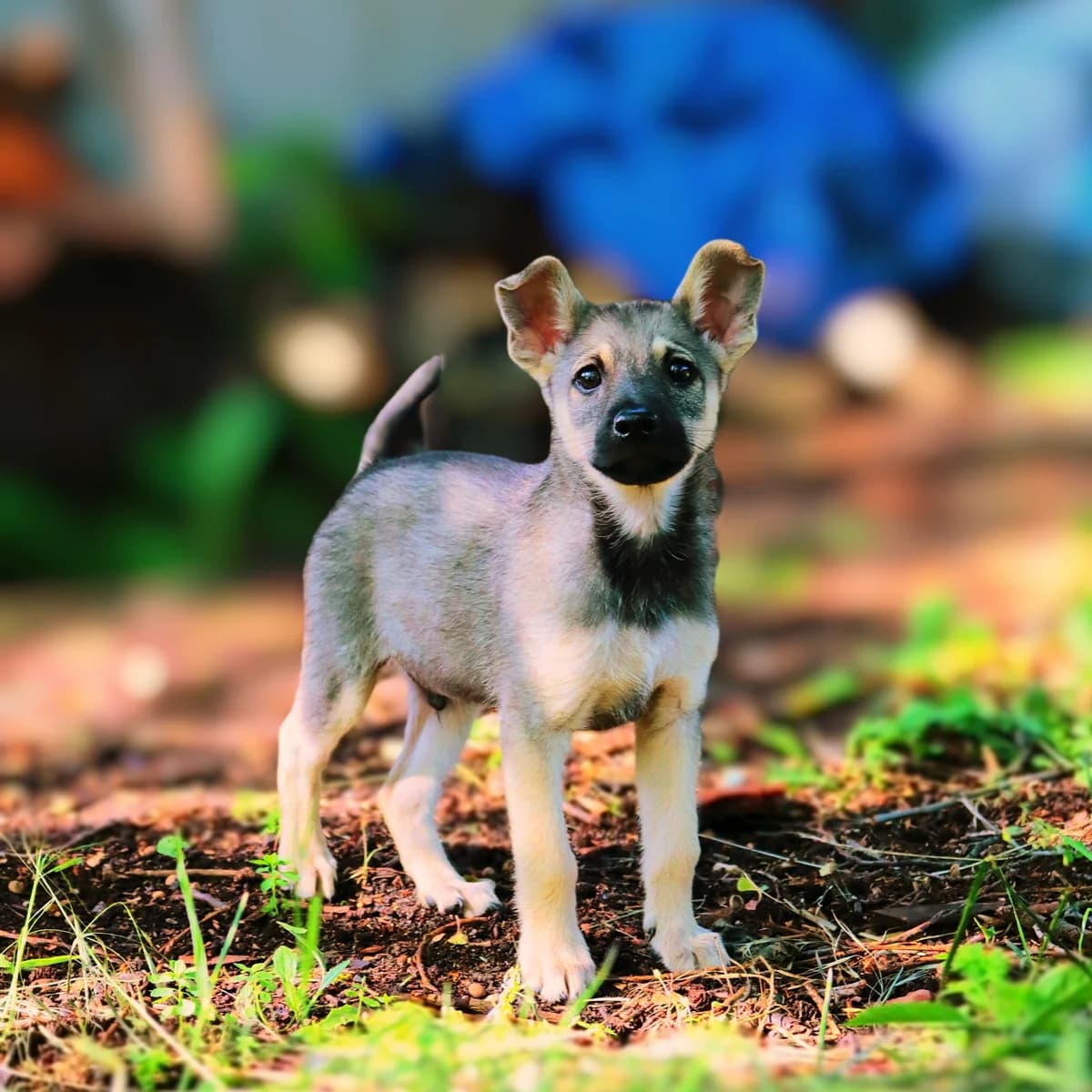 Reto, male puppy Mixed Breed for adoption at Fundacja Sterczące Uszy