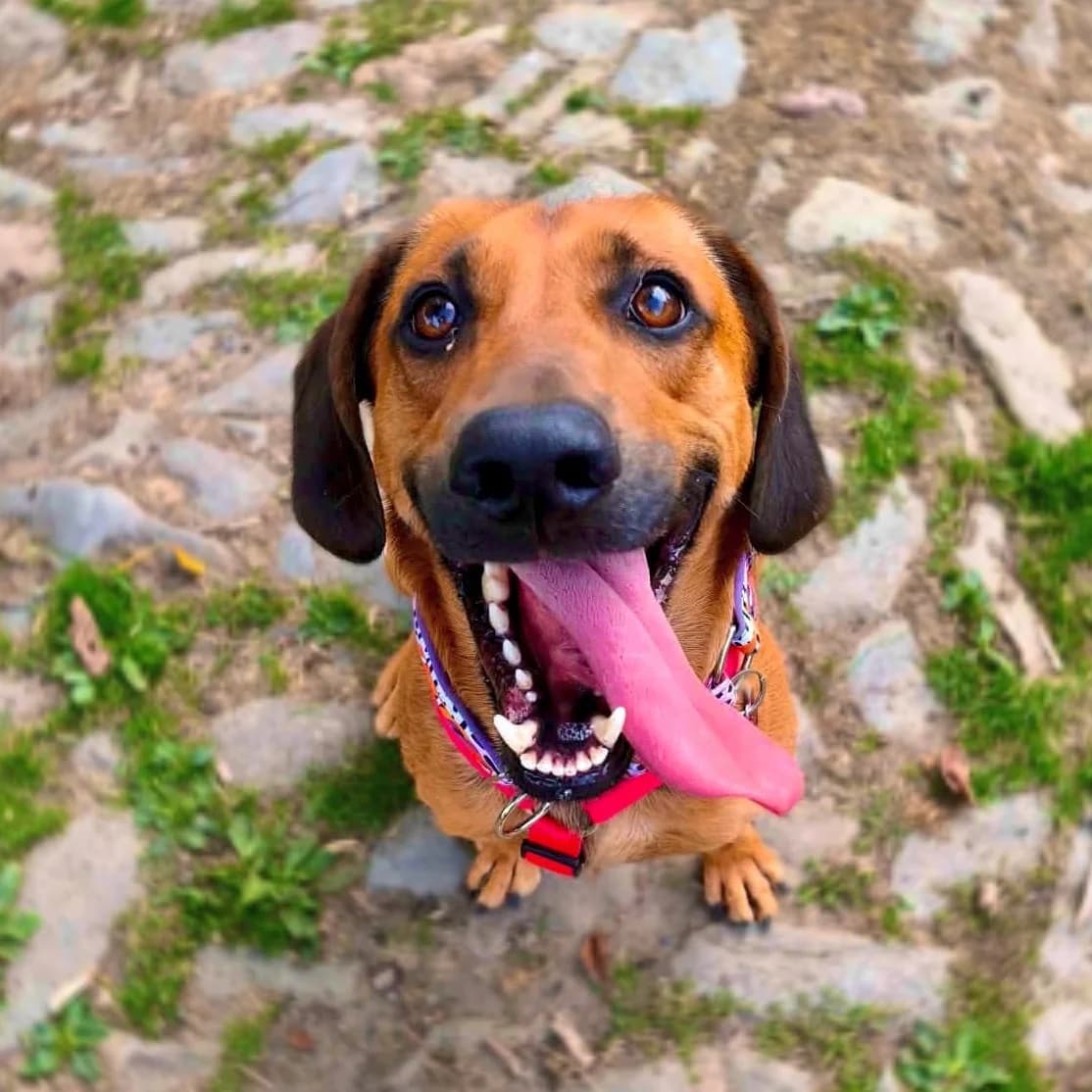 Roco, male Mixed Breed for adoption at Fundacja Sterczące Uszy