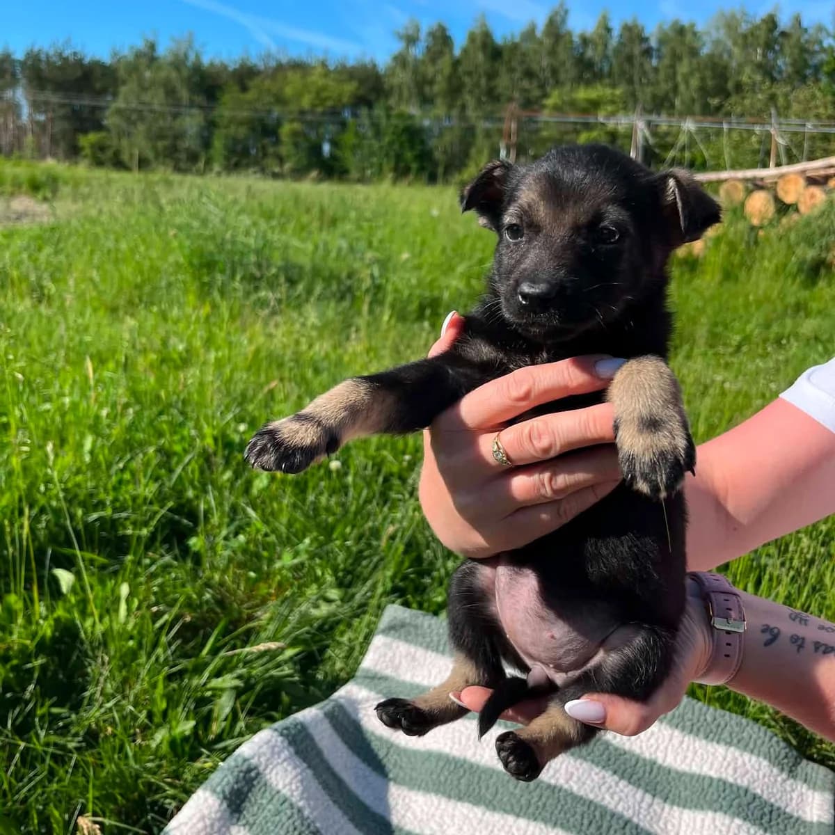 Ronnie, female Mixed Breed for adoption at Fundacja Sterczące Uszy