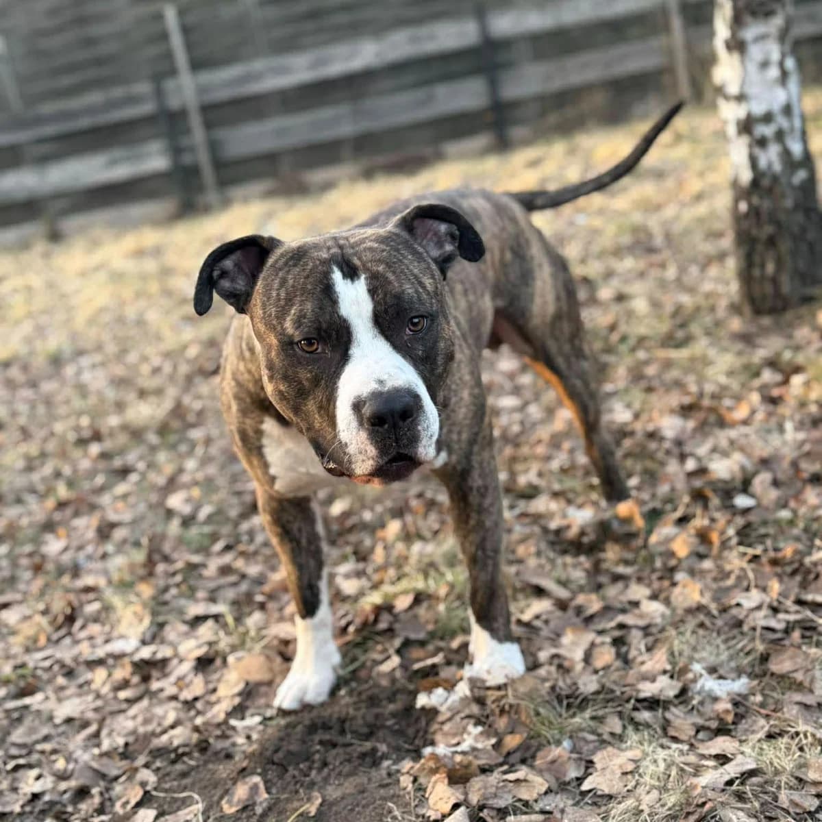 Tajfun, male Mixed Breed for adoption at Fundacja Sterczące Uszy