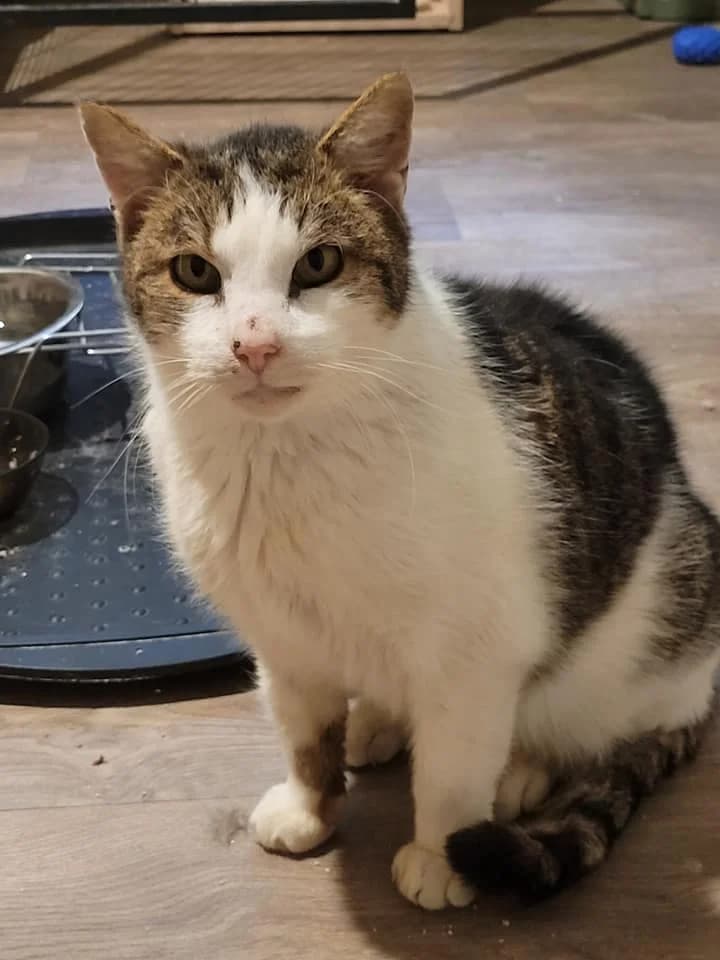 Ursus, male senior mixed breed for adoption at TOZ Nowy Sącz