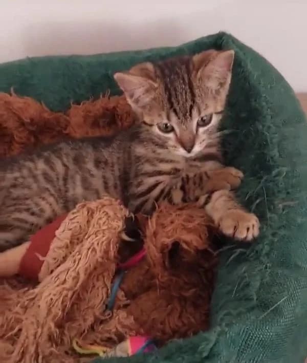 Filemon, male young mixed breed for adoption at TOZ Nowy Sącz