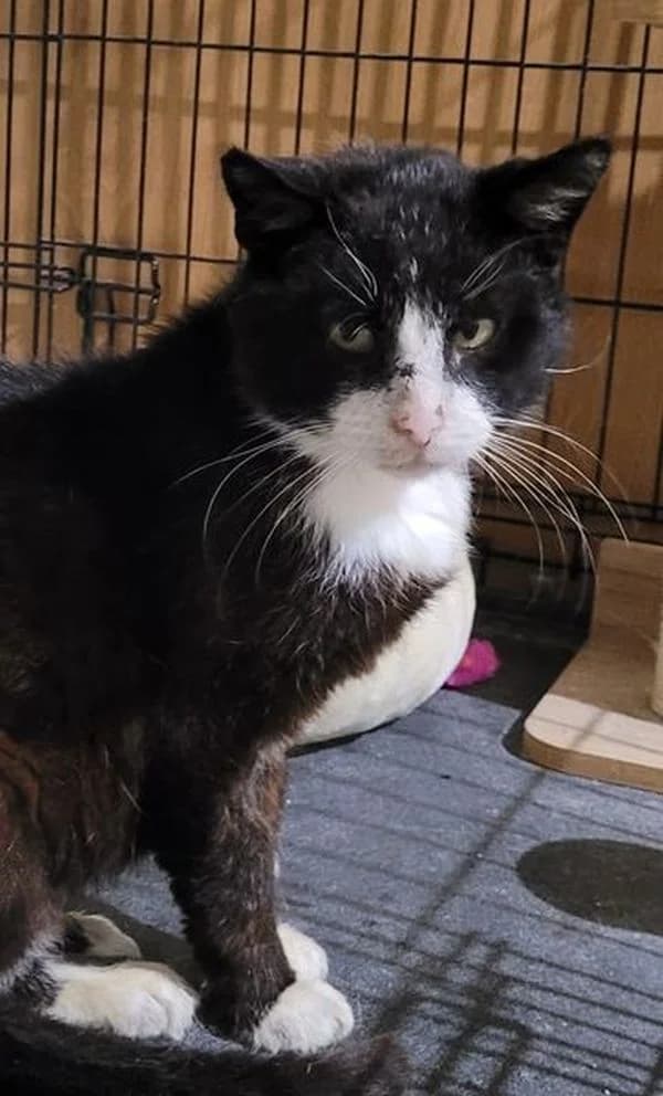 Kajtek, male 6yo mixed breed for adoption at TOZ Nowy Sącz