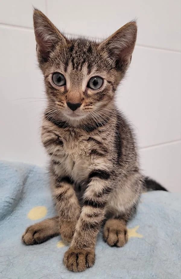 Toffi, male young mixed breed for adoption at TOZ Nowy Sącz