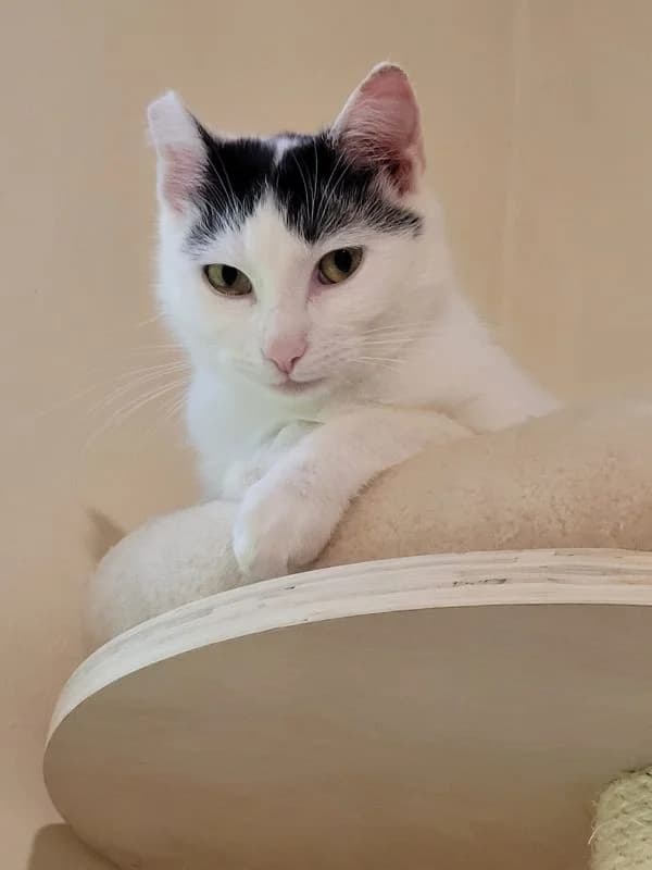 Sisi, female 3yo mixed breed for adoption at TOZ Nowy Sącz