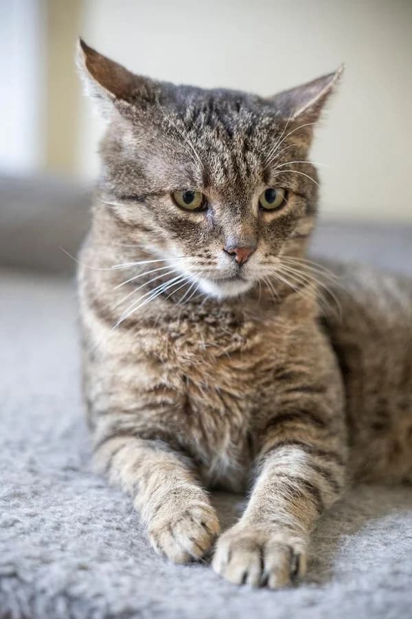 Senior Feniks, male mixed breed for adoption at TOZ Nowy Sącz