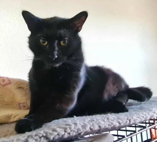Batman, male 4yo mixed breed for adoption at TOZ Nowy Sącz