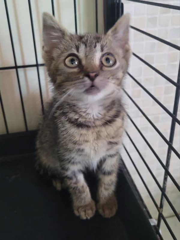 Rocky, male mixed breed for adoption at TOZ Nowy Sącz
