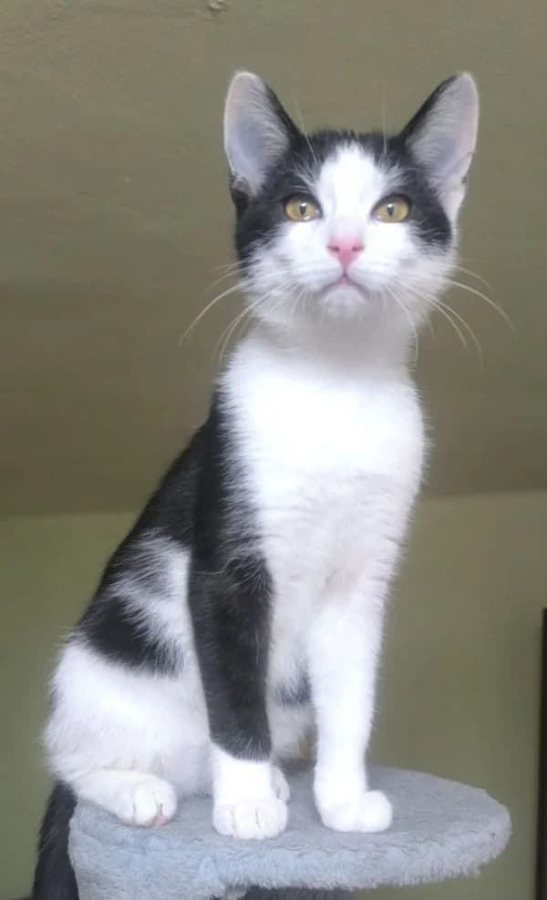Apollo, male mixed breed for adoption at TOZ Nowy Sącz