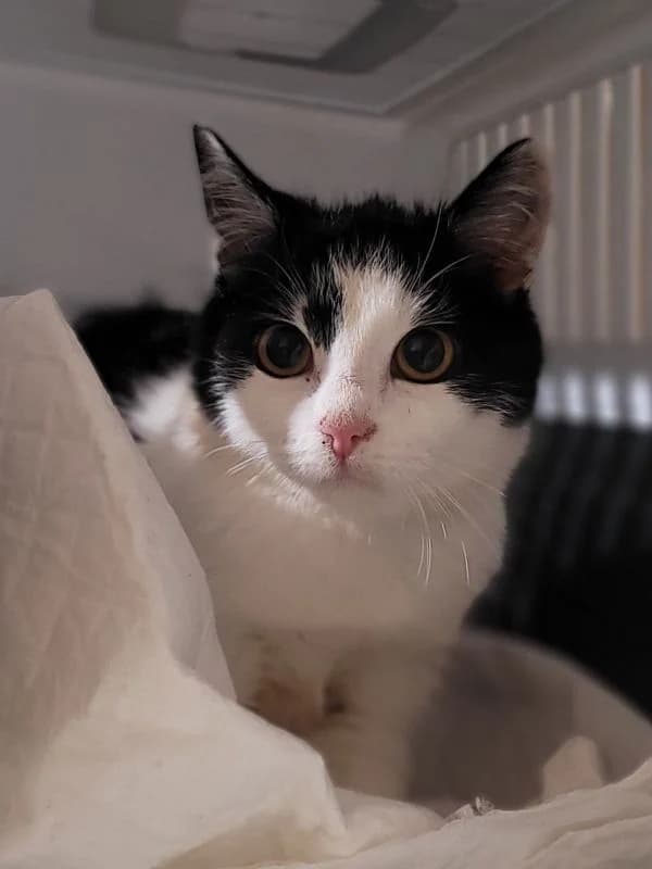 Nela, female mixed breed for adoption at TOZ Nowy Sącz