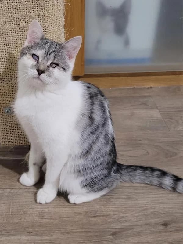Muszka, female mixed breed for adoption at TOZ Nowy Sącz