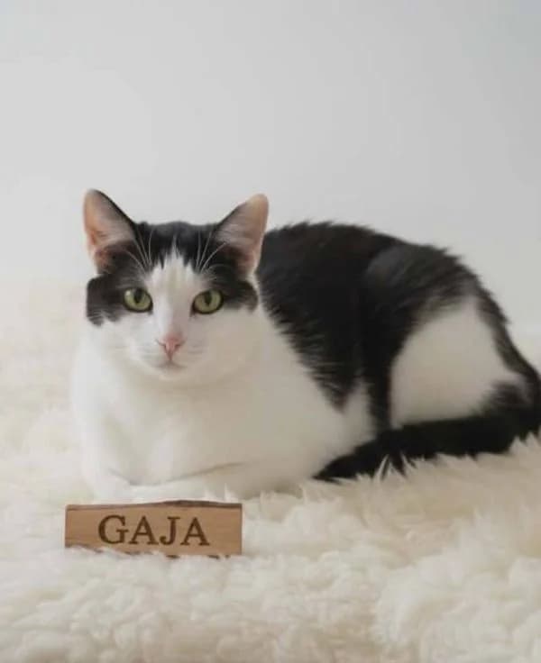 Gaja, female young mixed breed for adoption at TOZ Nowy Sącz