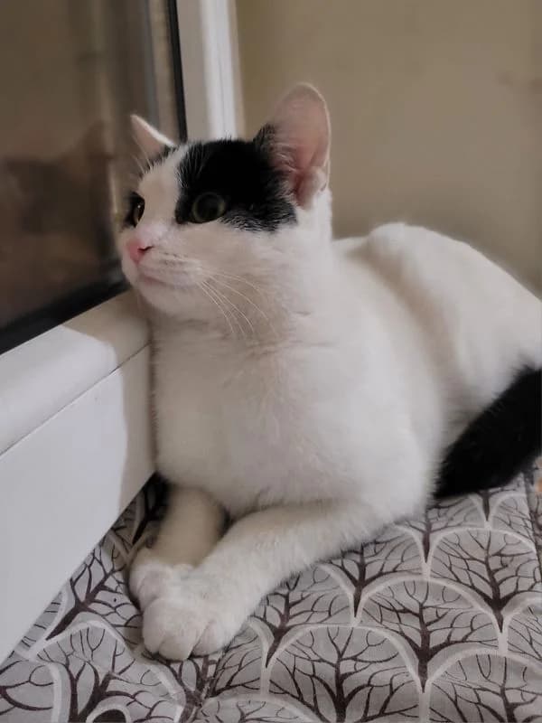 Holly, female mixed breed for adoption at TOZ Nowy Sącz