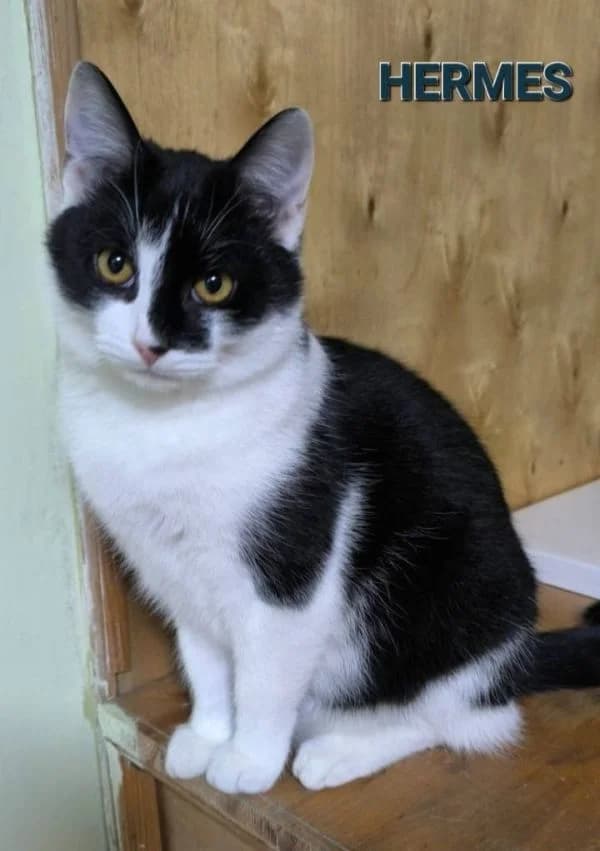 Hermes, male mixed breed for adoption at TOZ Nowy Sącz