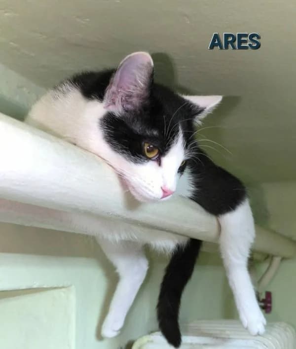 Ares, male mixed breed for adoption at TOZ Nowy Sącz
