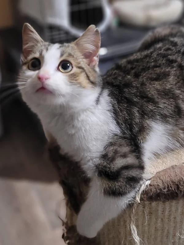 Milanek, male mixed breed for adoption at TOZ Nowy Sącz