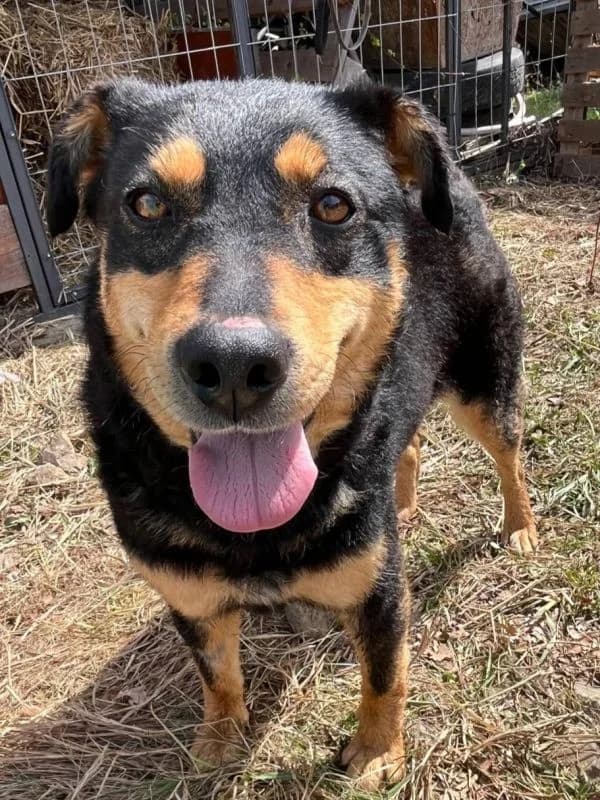 Kira, female 3yo mixed breed for adoption at TOZ Nowy Sącz
