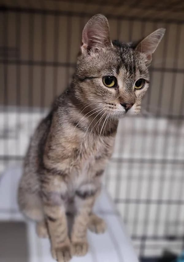 Greta, female mixed breed for adoption at TOZ Nowy Sącz