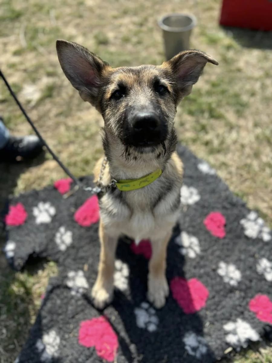 Szczerbatek, male Mixed Breed for adoption at TOZ Radziejów