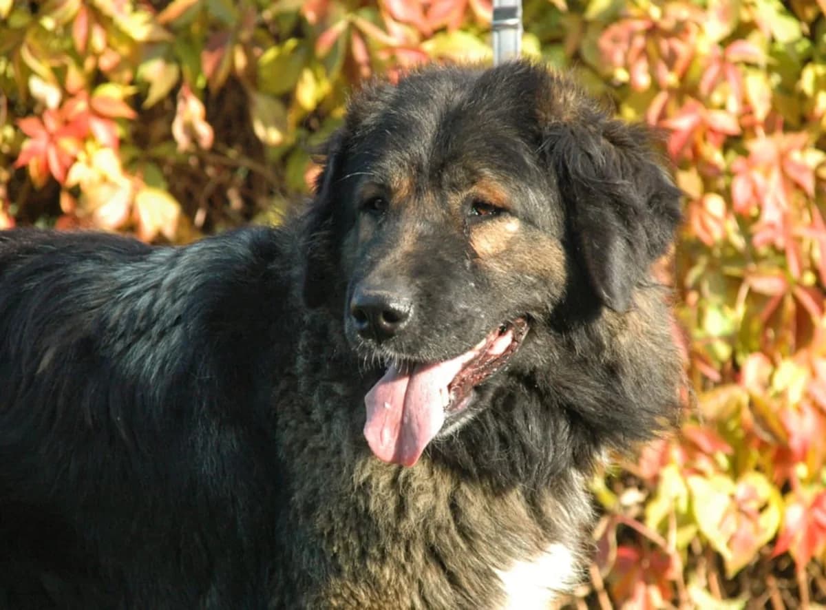 Dobrusia, female Mixed Breed for adoption at TOZ Radziejów