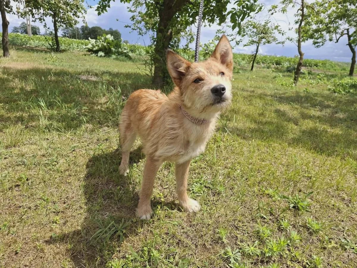 Mango, male mixed breed for adoption at TOZ Radziejów