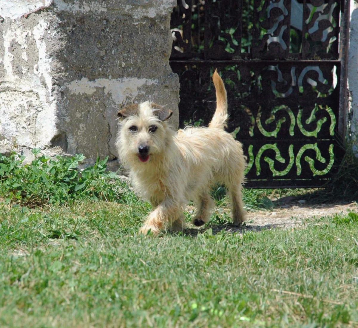 Minionek, male mixed breed for adoption at TOZ Radziejów