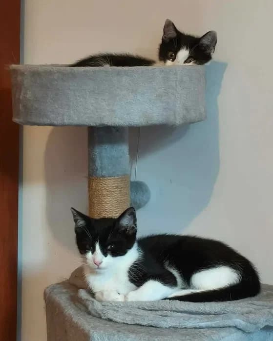 Celinka i Błażejek, Mixed Breed for adoption at Trzymaj Się Kocie