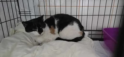 Delicja, Mixed Breed for adoption at Trzymaj Się Kocie