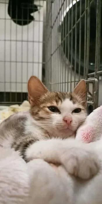 Friday, Mixed Breed for adoption at Trzymaj Się Kocie