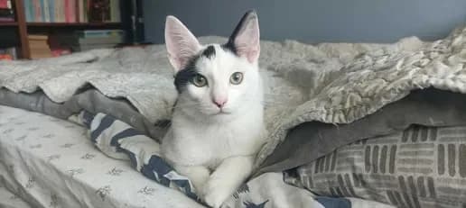 Remik i Romiś, Mixed Breed for adoption at Trzymaj Się Kocie