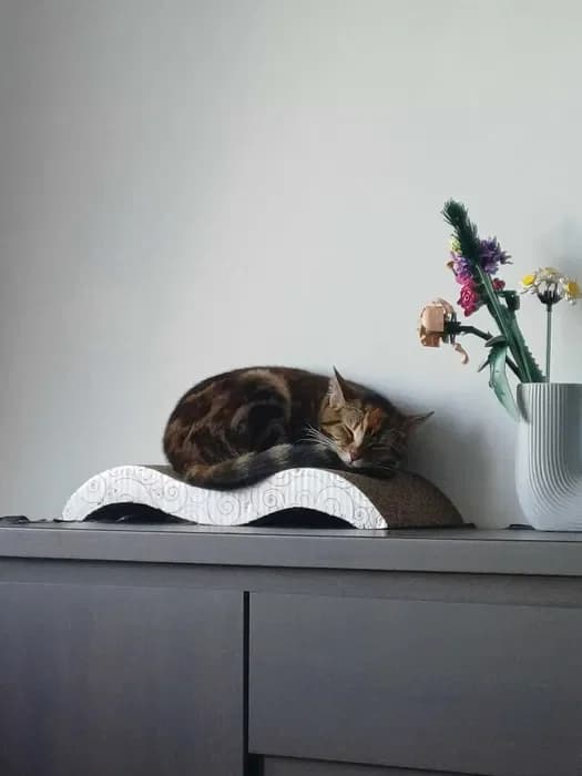 Wandzia, Mixed Breed for adoption at Trzymaj Się Kocie