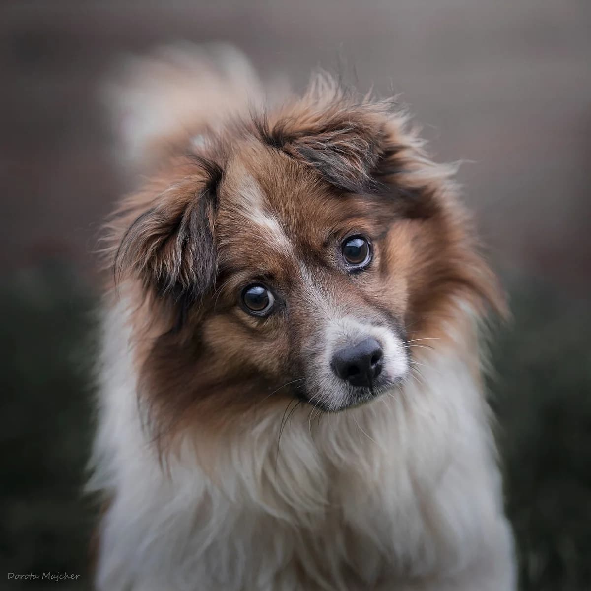 Benio (w Dt), male senior Shetland Sheepdog for adoption at Fundacja Viva Korabiewice, Korabiewice