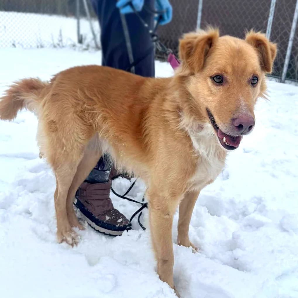 Blue, male 7yo Mixed Breed for adoption at Fundacja Viva Korabiewice, Korabiewice