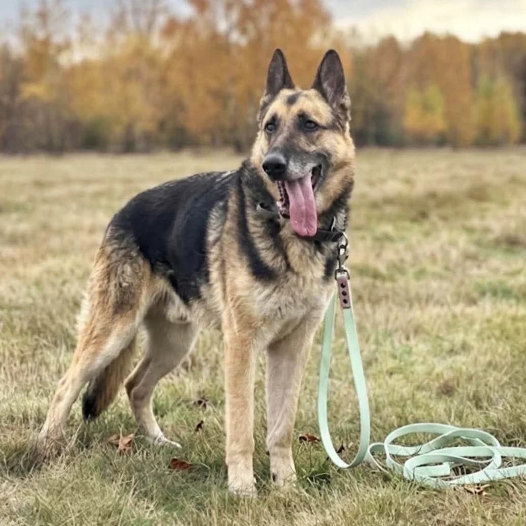 Carlos, male senior mixed breed for adoption at Fundacja Viva Korabiewice, Korabiewice