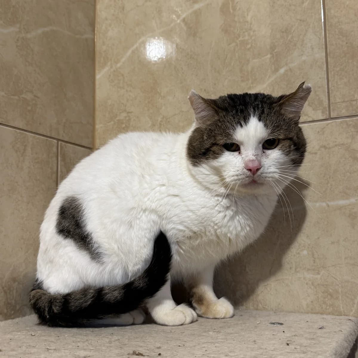 Feluś, male Mixed Breed for adoption at Fundacja Viva Korabiewice, Korabiewice